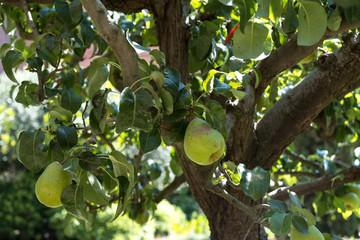 Ripe figs on a tree (green figs)