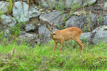 Roe deer walking on the rock hill   