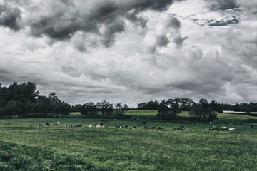Fototapeta premium Close-up of cows in summer