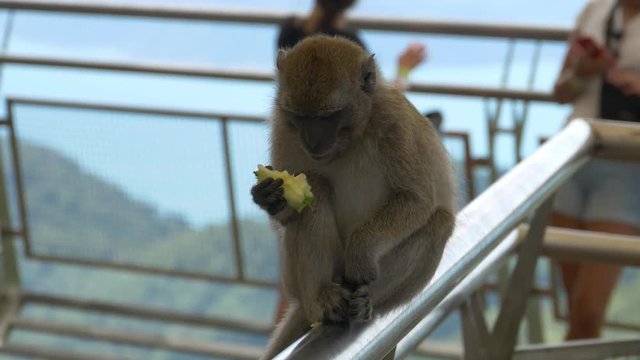 Monkey eating apple on skybridge in Langkawi Island Malaysia filmed on Panasonic G7 in 4k UHD Cine D