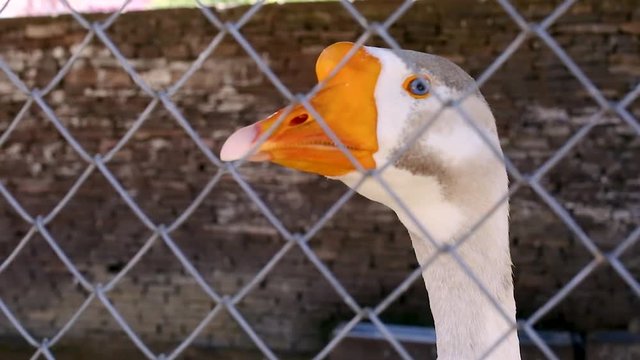Macro video filming motion white goose in a close-up cage