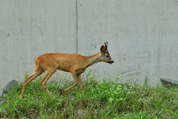 Roe deer walking on the rock hill   