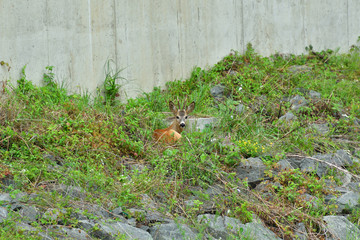 Roe deer walking on the rock hill   