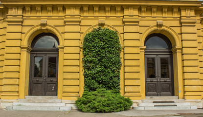 symmetry old doors with one door in green plants yellow building facade with concrete stairs