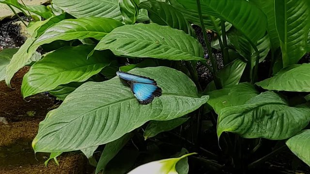 Beautiful blue butterfly on green plant leaf in tropical garden.