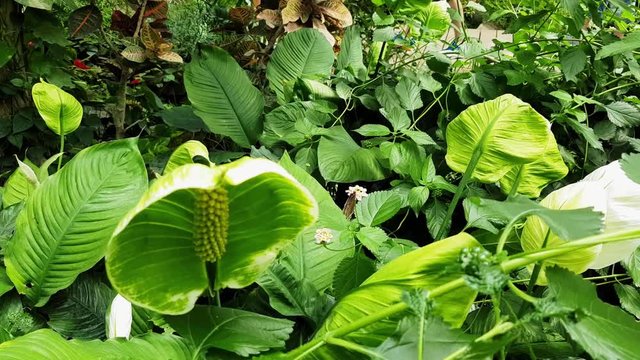 Beautiful butterfly sitting on large flower plants in a tropical garden.