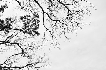 silhouette tree branches and leaves in nature - monochrome