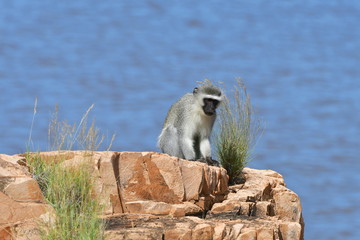 vervet monkey in Kruger National park in South Africa