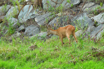 Naklejka na ściany i meble Roe deer walking on the rock hill 