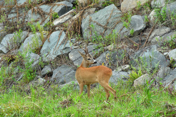 Roe deer walking on the rock hill   