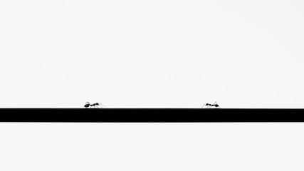 Silhouette of ant on a wire - background