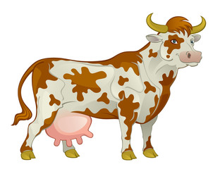 Spotted dairy cow on a white background