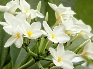 Fototapeta premium Tropical Flowers