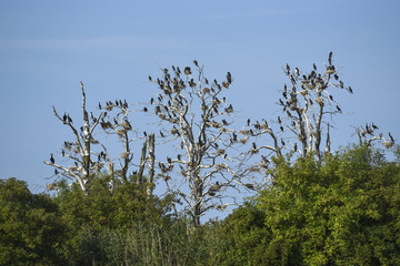 Comorans sitting on trees without leaves.