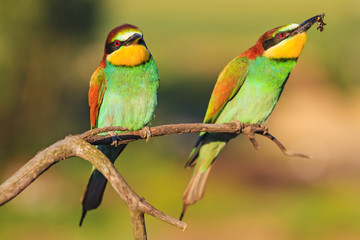pair of bee-eater sitting on a branch