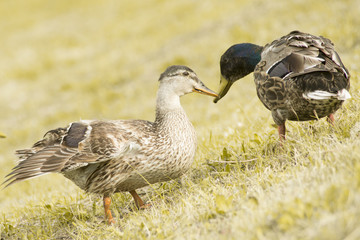 Ducks in a pond
