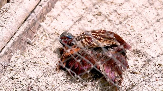 Macro video filming motion Partridge in a cage is lying in the sand close up
