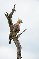 Changeable Hawk-eagle - Spizaetus cirrhatus, beautiful large bird of prey from Sri Lankan woodlands.