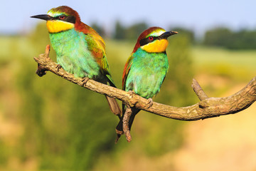 pair of exotic birds resting on a branch