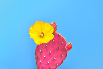 Cactus. Minimal Fashion. Creative Design. Art