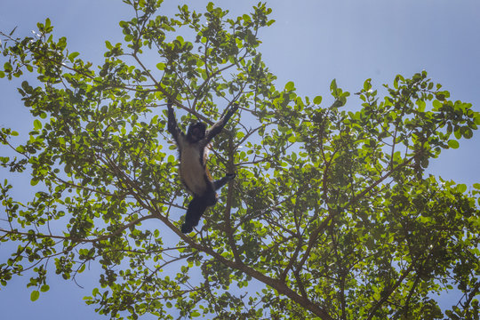 Chango en Chiapas