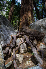 Tree roots over rocks