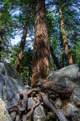 Tree roots over rocks