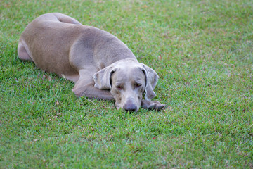  Weimaraner male laying on green grass