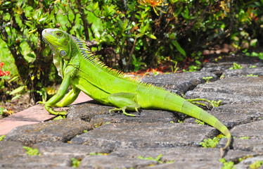 Beautiful green Iguana taking the sun in a garden path