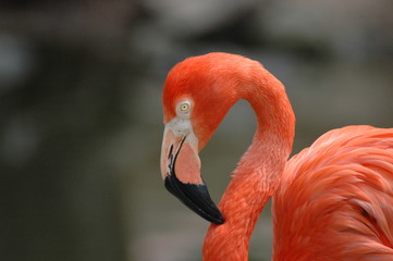 Flamingo Smile