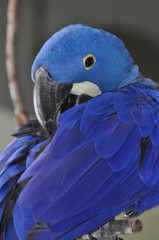 Blue Blue Birdie