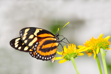 Close up of a Tiger Mimic butterfly on yellow flowers