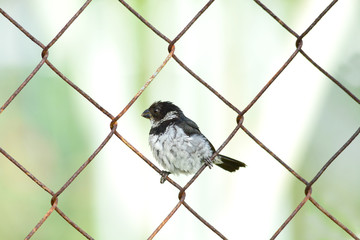 Small variable seedeater male perched on a link fence wires