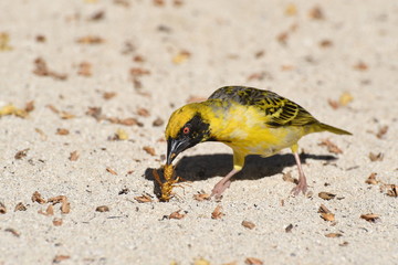 männlicher Dorfweber