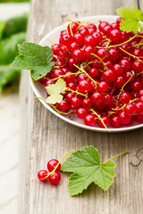 white plate with full red currant on wooden old background, green garden background on blur.