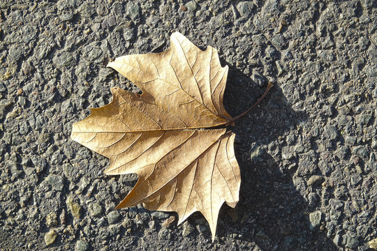 Close upo of one dreid out leaf on the pavement