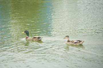 Ducks in a pond
