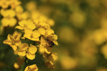 菜の花畑