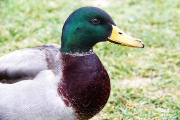 The mallard or wild duck (Anas platyrhynchos)