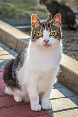 White cat with color patches in a yard on a pavement