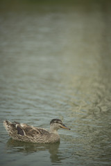 Ducks in a pond