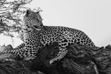 Leopard Central Kalahari 