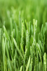 Fototapeta na wymiar Background of green grass with water drops
