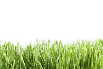 Obraz premium Green grass with water drops on white background