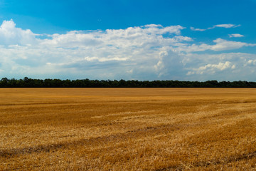 Field after harvesting wheat ears with short remains of ears, in the distance a strip of green trees, dense Cumulus clouds in the blue sky.