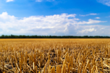 Short cut rye stalks in the field after harvest.