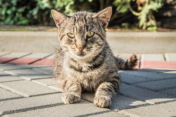 Grey Cat in a yard resting, lying on the ground