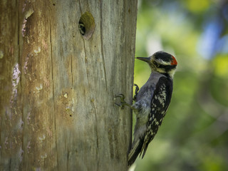 Cute little baby woodpecker in tree hole