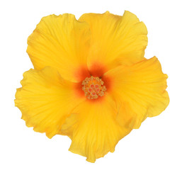 straight view of yellow hibiscus flower on white