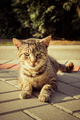 Grey Cat in a yard resting, lying on the ground